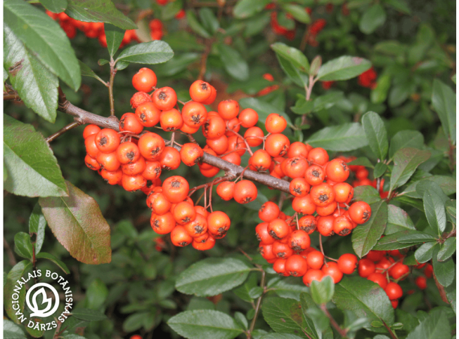 Pyracantha coccinea
